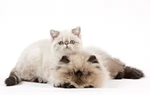 Points: Cat - Persian Seal Point