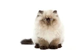 Points: Cat - Persian Seal Point kitten