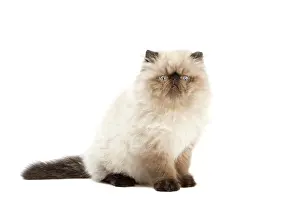 Points: Cat - Persian Seal Point kitten