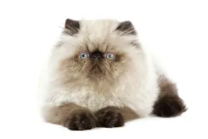 Points: Cat - Persian Seal Point kitten