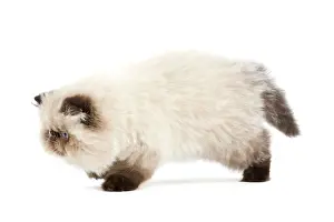 Points: Cat - Persian Seal Point kitten