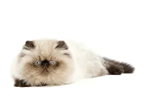 Points: Cat - Persian Seal Point kitten