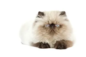 Points: Cat - Persian Seal Point kitten