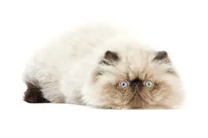 Points: Cat - Persian Seal Point kitten