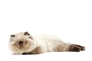 Points: Cat - Persian Seal Point kitten