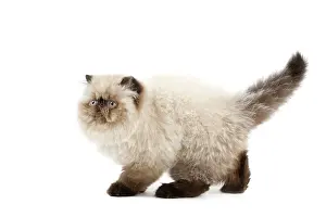 Points: Cat - Persian Seal Point kitten