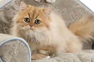 Sofas: Cat - Persian on sofa