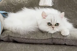 Sofas: Cat - Persian on sofa