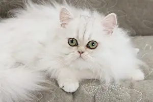 Sofas: Cat - Persian on sofa