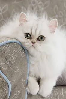 Sofas: Cat - Persian on sofa