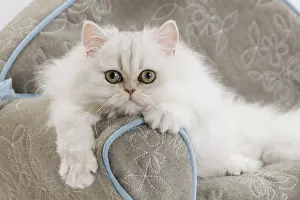 Sofas: Cat - Persian on sofa