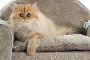 Sofas: Cat - Persian on sofa