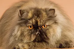 Tortie: Cat - Persian tortoiseshell
