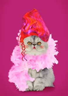 Wigs: Cat Persian Tortoiseshell Cameo