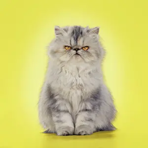 Tortoiseshell: Cat - Persian Tortoiseshell Cameo grumpy kitten