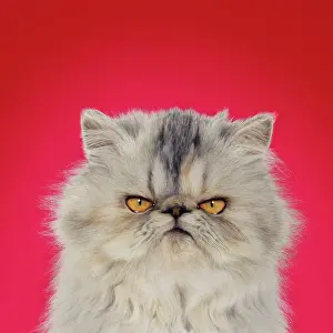 Tortoiseshell: Cat - Persian Tortoiseshell Cameo grumpy kitten