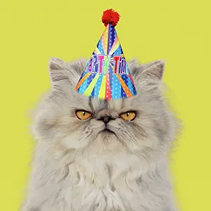Celebrations: Cat - Persian Tortoiseshell Cameo - grumpy kitten wearing pa