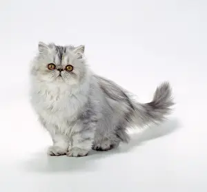 Cameo: CAT - Persian Tortoiseshell Cameo kitten