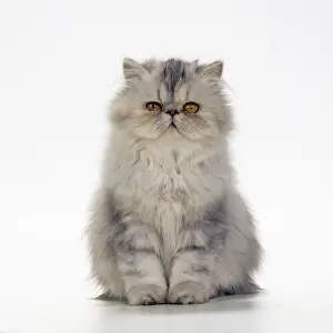 Cameo: Cat - Persian Tortoiseshell Cameo kitten