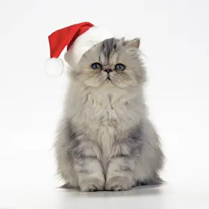 Cameo: Cat - Persian Tortoiseshell Cameo kitten