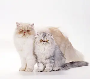 Cameo: CAT - Persian Tortoiseshell Cameo, Mother and kitten