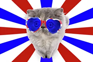 Spectacles: Cat - Persian wearing heart shaped union jack glasses