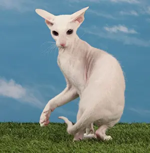 Peterbald: Cat - Peterbald