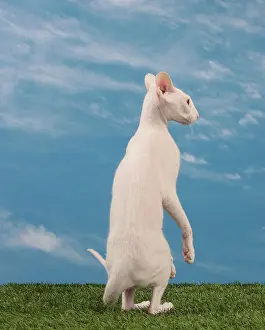 Peterbald: Cat - Peterbald