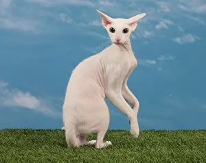 Peterbald: Cat - Peterbald