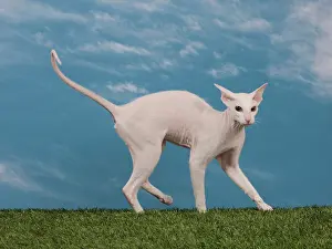 Peterbald: Cat - Peterbald