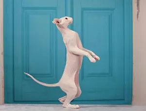 Peterbald: Cat - Peterbald