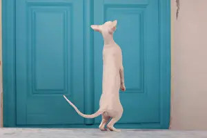 Peterbald: Cat - Peterbald