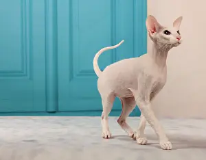 Peterbald: Cat - Peterbald