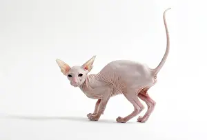 Peterbald: Cat Peterbald