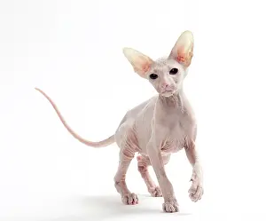 Peterbald: Cat Peterbald