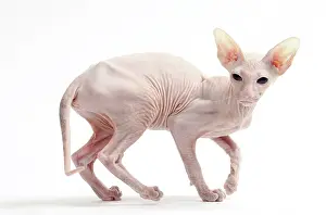 Peterbald: Cat Peterbald
