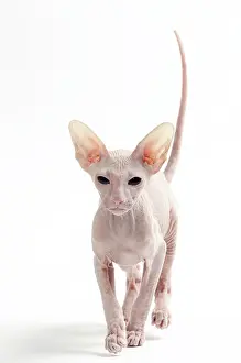 Peterbald: Cat Peterbald