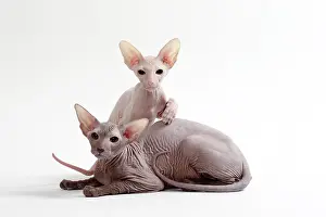 Peterbald: Cat Peterbald