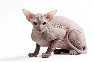 Peterbald: Cat Peterbald