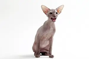 Peterbald: Cat Peterbald