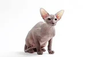 Peterbald: Cat Peterbald
