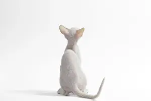Peterbald: Cat Peterbald