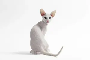 Peterbald: Cat Peterbald