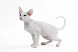 Peterbald: Cat Peterbald