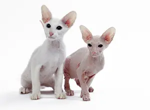 Peterbald: Cat Peterbald
