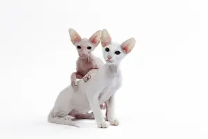 Peterbald: Cat Peterbald