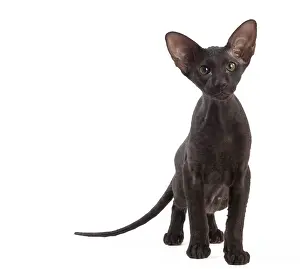 Peterbald: Cat - Peterbald