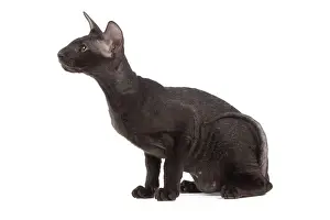 Peterbald: Cat - Peterbald