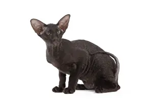Peterbald: Cat - Peterbald