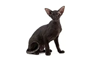 Peterbald: Cat - Peterbald